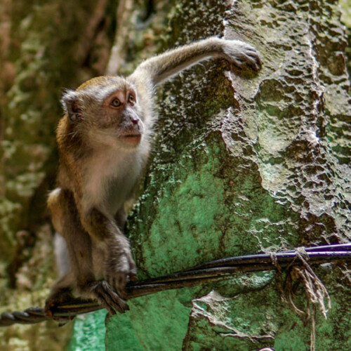 Kuala Lumpur - Batu Caves