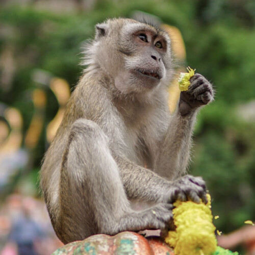 Kuala Lumpur - Batu Caves