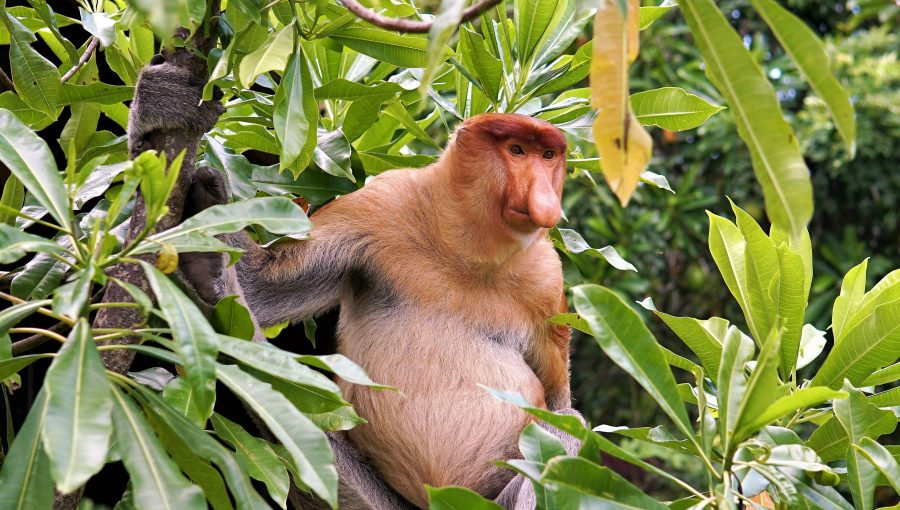 Borneo